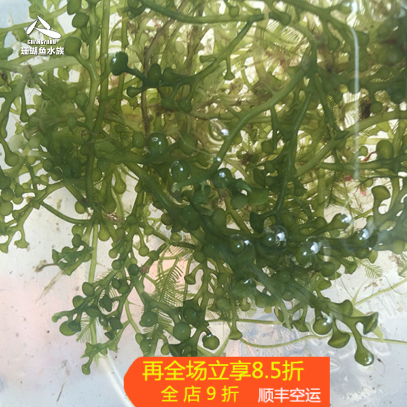 海草红绿葡萄羽毛千层火焰活体