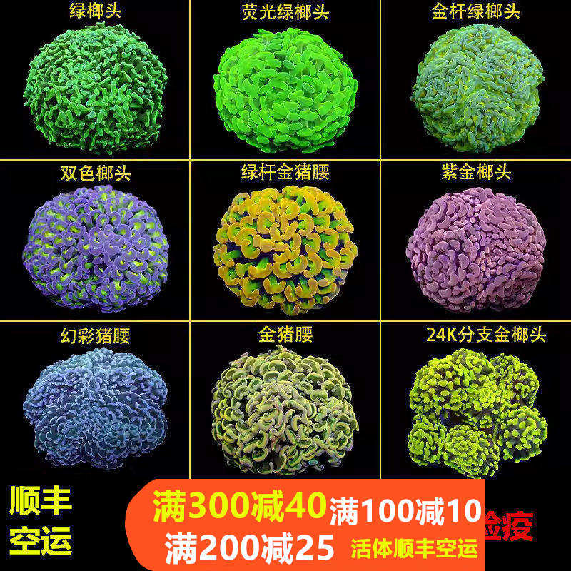 榔头珊瑚活物荧光绿双色紫玫瑰金榔头金色猪腰海水鱼活体珊瑚LPS,宠物/宠物食品及用品,珊瑚/海葵,淘宝优惠券,粉丝福利购,淘宝优惠卷