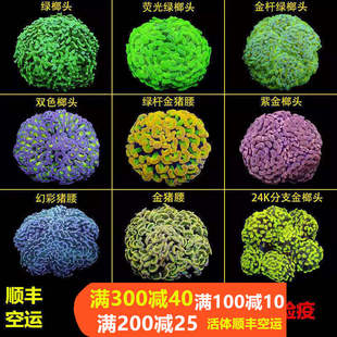 榔头珊瑚活物荧光绿双色紫玫瑰金榔头金色猪腰海水鱼活体珊瑚LPS