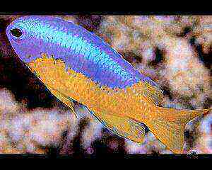 鱼缸活体水族宠物
