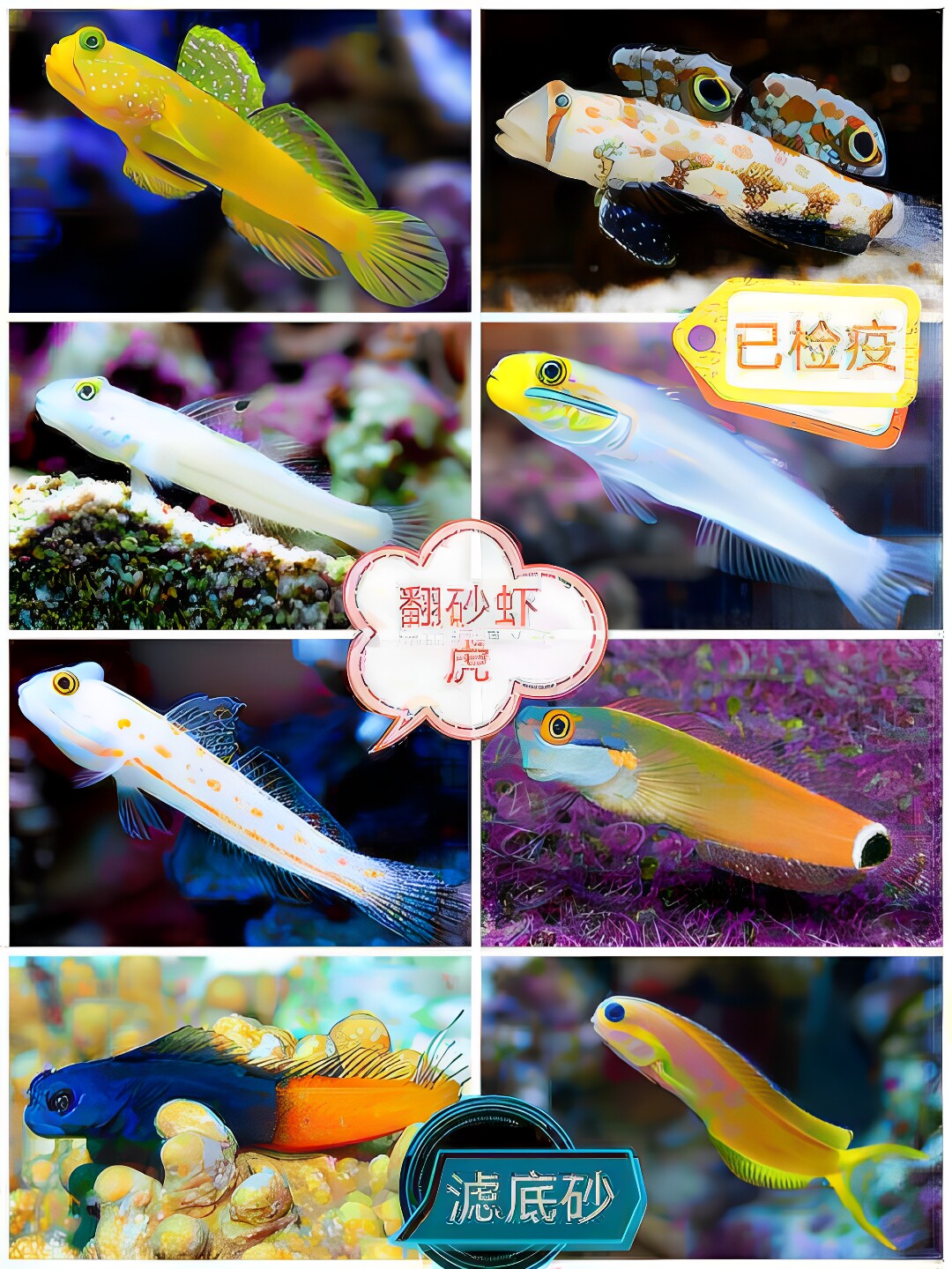 钻石哨兵黄金吓唬金头白虾虎四驱车贝拉金剪刀虾虎翻砂清理缸工具