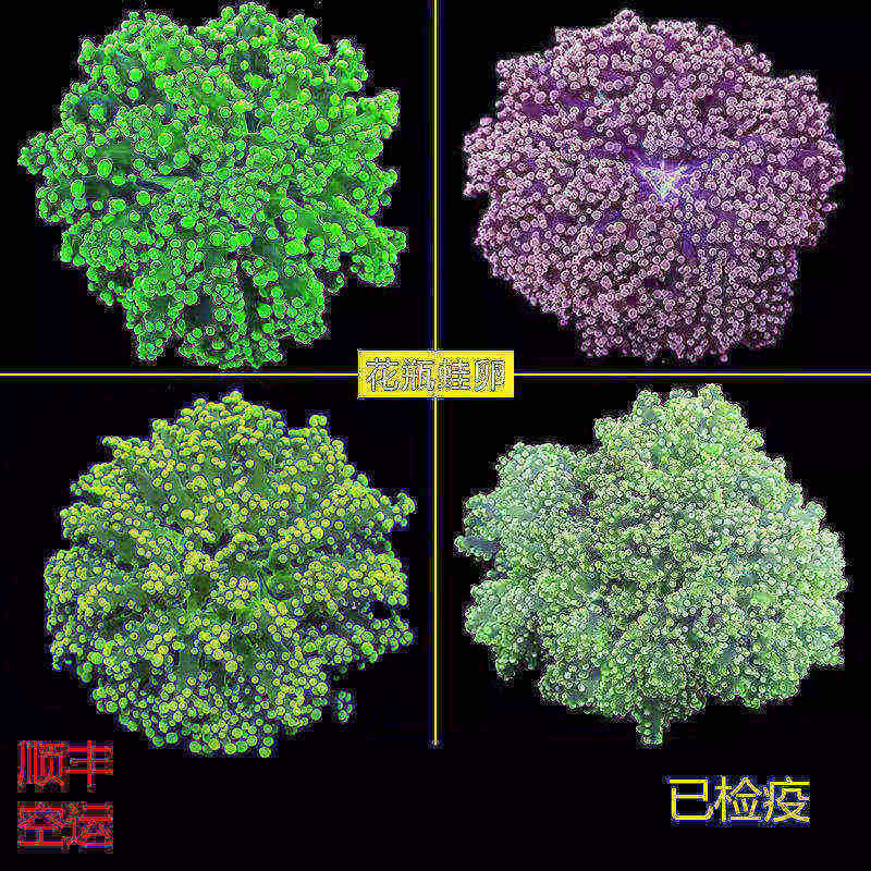 荧光绿花瓶双色紫提子珊瑚