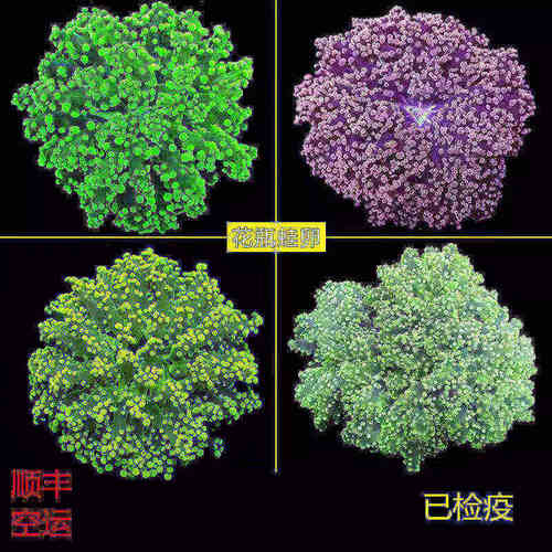 荧光绿花瓶双色紫提子珊瑚