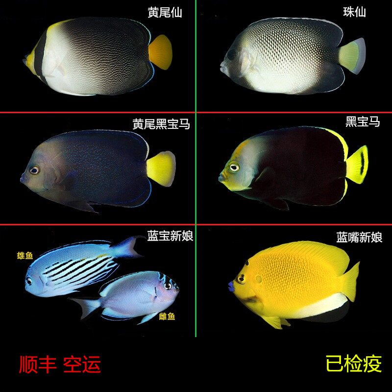 样式颜色多样漂亮小型神仙类鱼