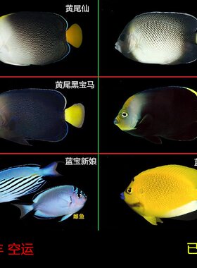 样式颜色多样漂亮小型神仙类鱼