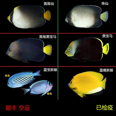 样式颜色多样漂亮小型神仙类鱼