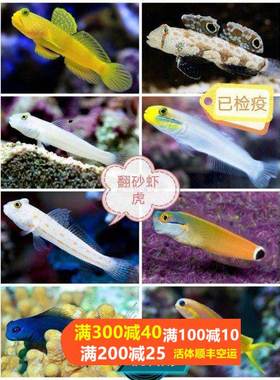 钻石哨兵黄金吓唬金头白虾虎四驱车贝拉金剪刀虾虎翻砂清理缸工具