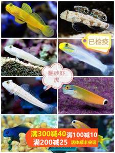 钻石哨兵黄金吓唬金头白虾虎四驱车贝拉金剪刀虾虎翻砂清理缸工具