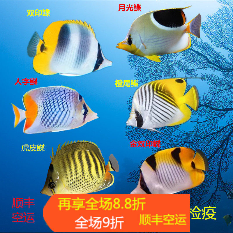 人字鲽月光金双印红尾虎皮鲽鱼海水鱼活体海水缸检疫秒颗粒