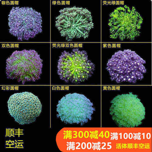 珊瑚宝石花水族宠物双色圆帽