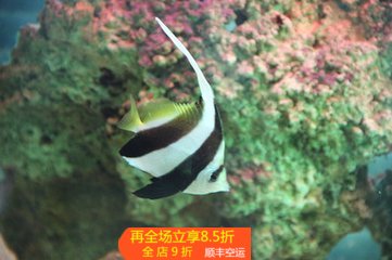 海水观赏鱼活体关刀咖啡羽毛神仙