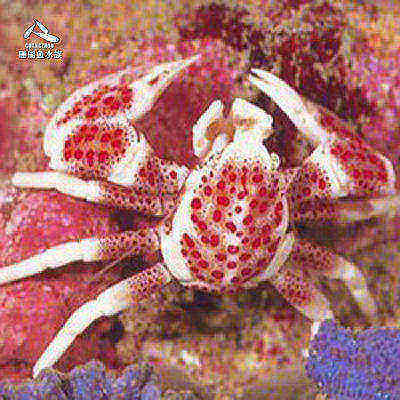 海葵热带鱼活体水族宠物