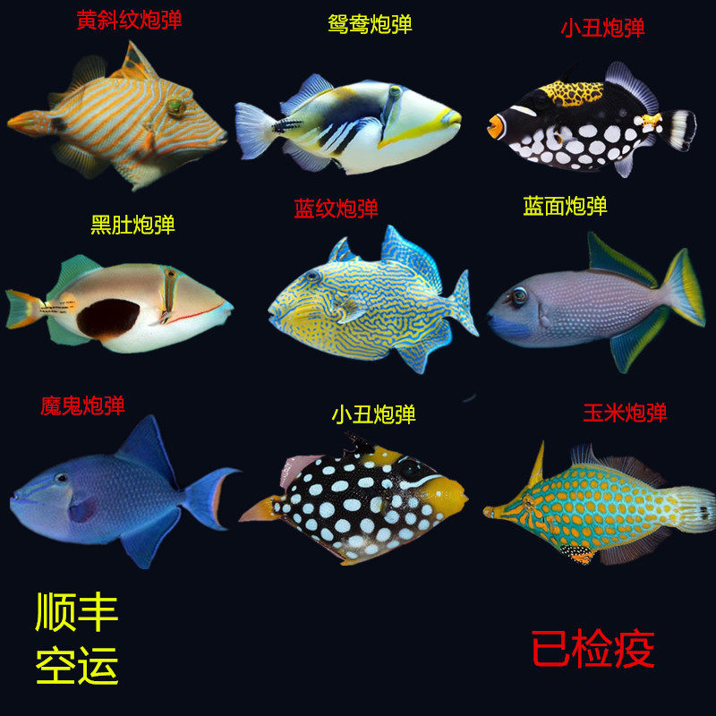 炮弹吃鱼凶猛肉食颜色漂亮
