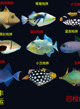 炮弹吃鱼凶猛肉食颜色漂亮