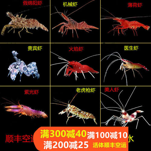 功能虾海水医生虾清洁虾