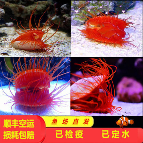 火焰贝海水缸活体过滤水质