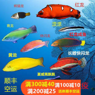 医生鱼飘飘红黄青龙长鳍快闪龙夏威夷矛纹雀隆科海水鱼活体小丑鱼