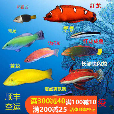 海水鱼小丑鱼龙鱼钻沙漂亮