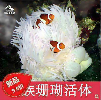 紫点白黄奶嘴海葵珊瑚小丑鱼共生