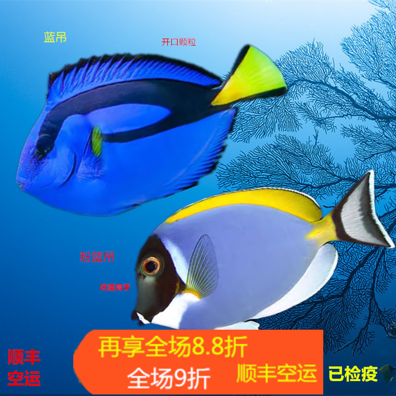 颜色漂亮吃藻群游容易开口长的快