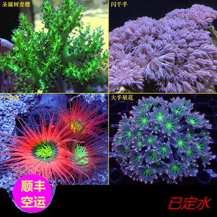闪千手麦穗圣诞树大手星花千手佛九尾狐活体珊瑚人工软体海水活体