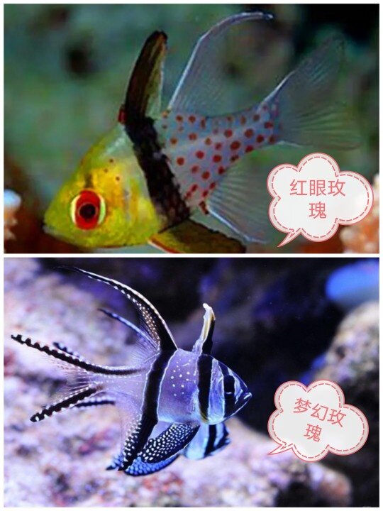 巴黎天使泗水玫瑰海水鱼红眼玫瑰赤尾天使活体海水观赏鱼水族宠物