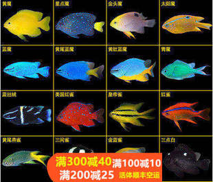 青魔黄肚蓝黄金丝红三点白丝绒燕子魔仔雀鲷闯缸鱼海水鱼活体小丑