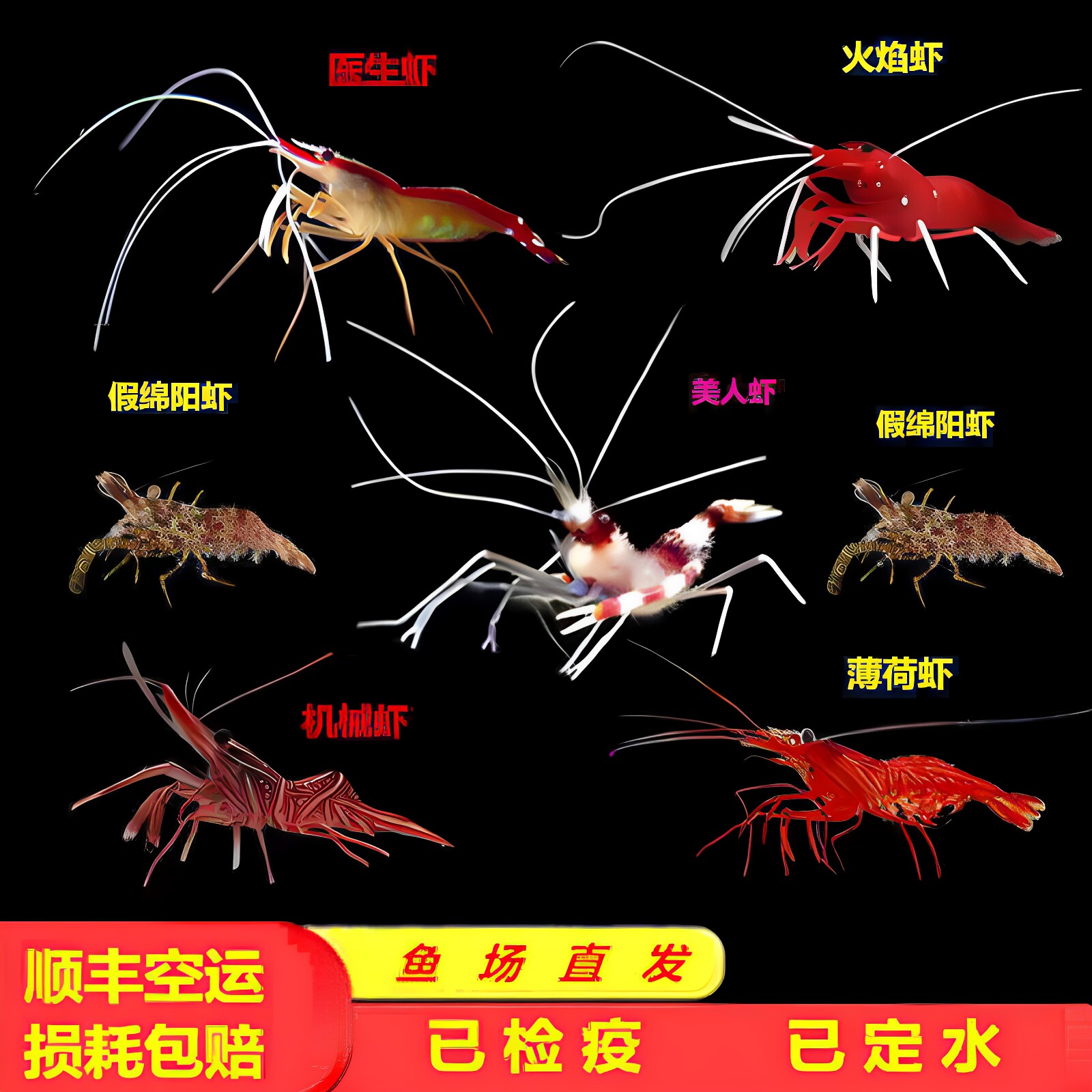 清洁虾医生虾火焰虾假绵阳老虎虾薄荷机械吃藻美人功能虾海水活体