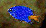 Tropical aquarium pet Marine fish bicolor yellow-tailed blue Magic Marine fish tank Tropical fish pet live ornamental fish thumbnail 3