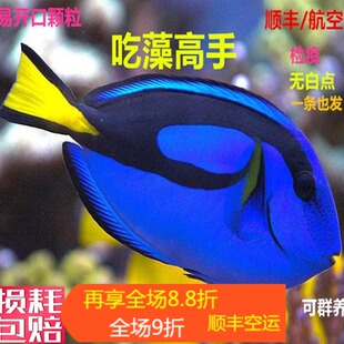 蓝吊粉蓝七彩吊蓝海水鱼天狗吊海水观赏鱼金毛观赏鱼活体小丑鱼活