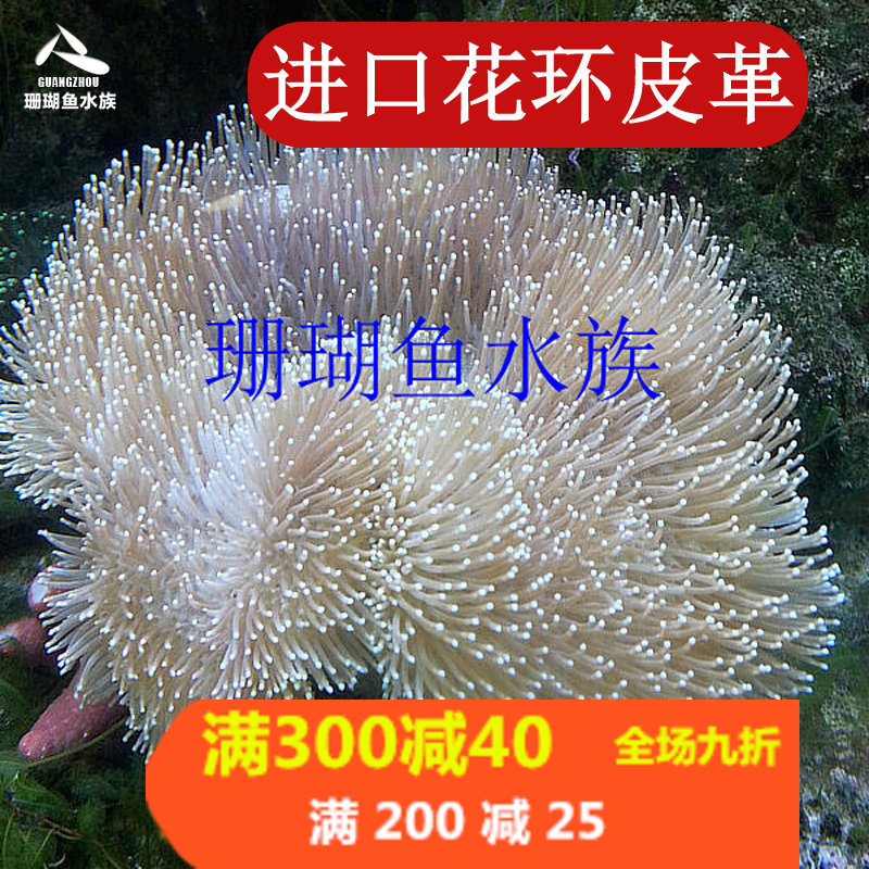 顺丰包活皮革白花手指水温海水