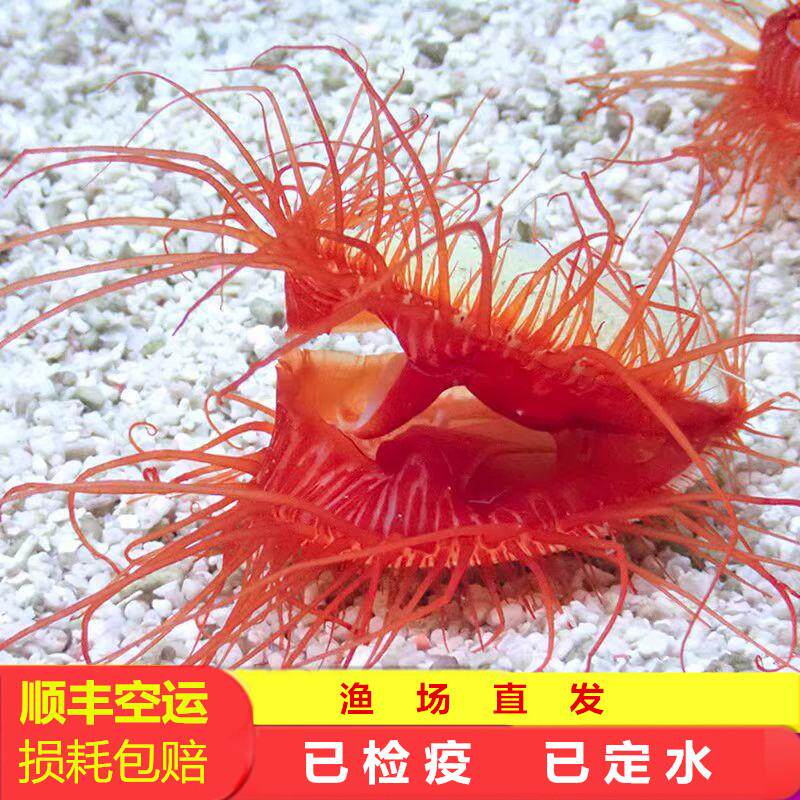 红色过滤水质贝类海缸生物活体