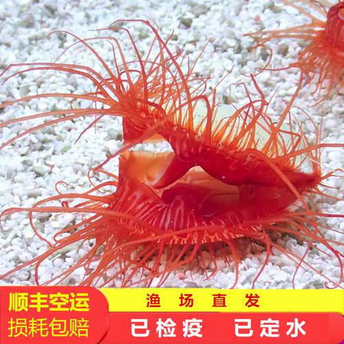 红色过滤水质贝类海缸生物活体