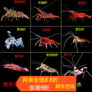 医生虾清洁虾假绵阳老虎虾火焰虾薄荷机械美人功能虾吃藻海水活体
