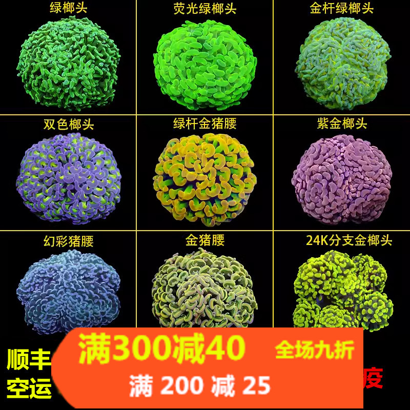 榔头珊瑚活物荧光绿双色紫玫瑰金