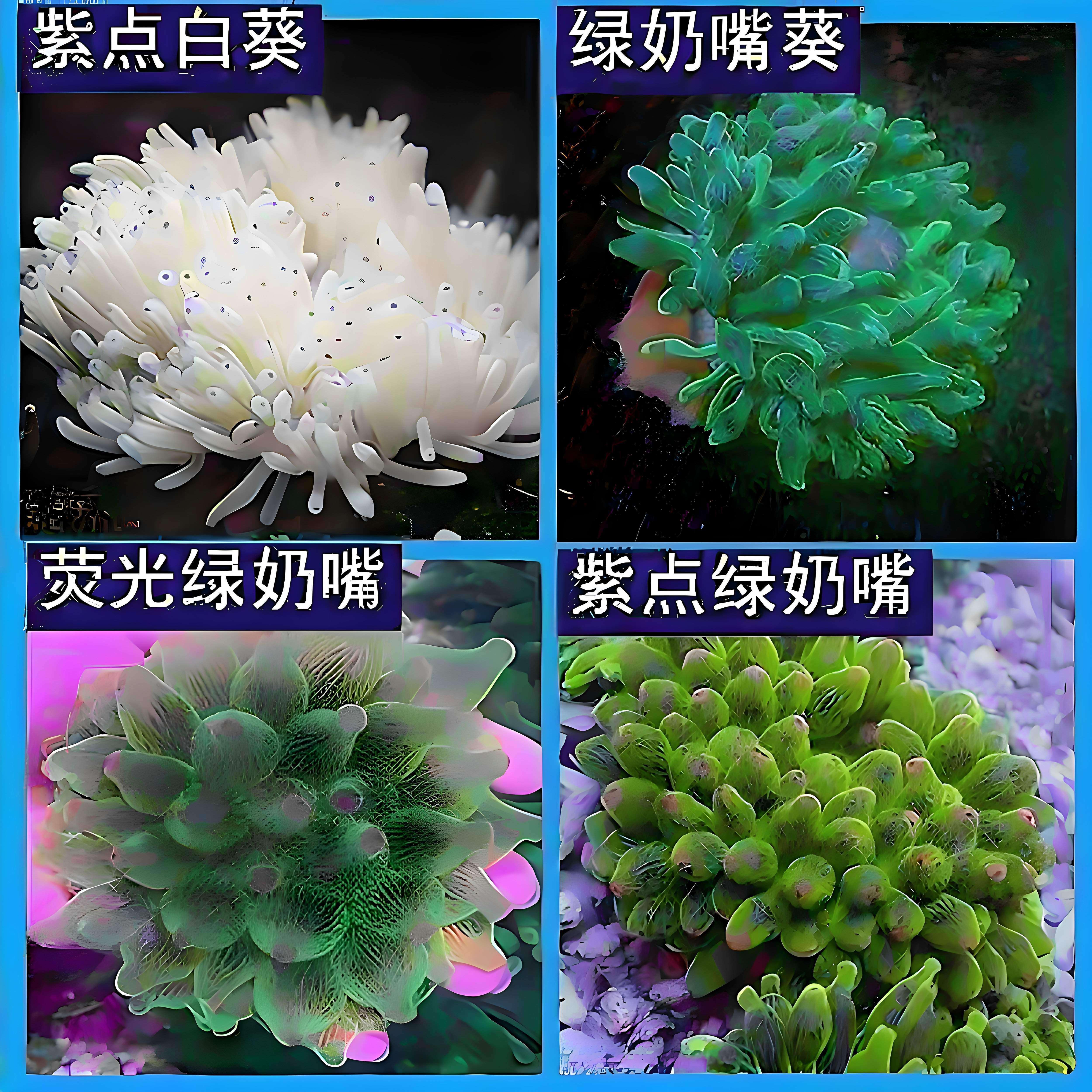 海葵荧光绿奶嘴海葵小丑鱼活体