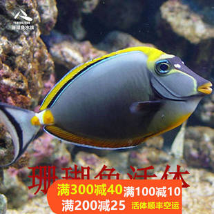 热带海水鱼 进口天狗吊金毛吊 蓝点吊宠物活体观赏鱼