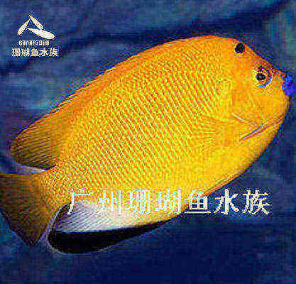 海水鱼蓝嘴神仙颜色多彩