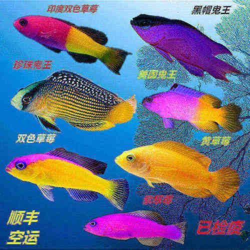 紫草莓鱼海水鱼小丑鱼