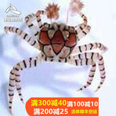 热带水族宠物海水鱼 海葵拳击蟹 海水鱼缸热带鱼宠物活体观赏鱼