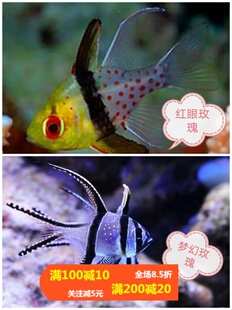 巴黎天使泗水玫瑰海水鱼红眼玫瑰赤尾天使活体海水观赏鱼水族宠物