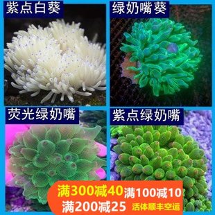 奶嘴海葵珊瑚红奶嘴杯紫点白海葵公主海葵荧光绿地毯小丑鱼海葵