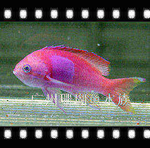 印尼鱼缸活体水族宠物