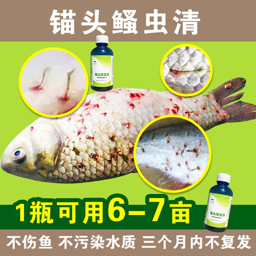 润水虫清锚头鳋杀虫蜂房芽孢杆菌寄生杀锚头鳋水产养殖鱼药