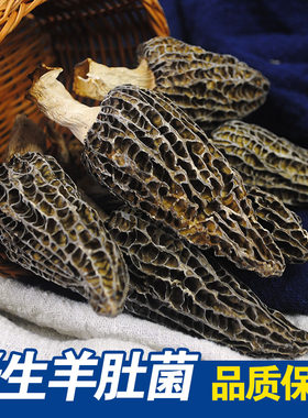 羊肚菌云南香格里拉狼100克野生