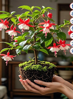 灯笼花倒挂金钟盆栽带花苞四季开花室内阳台重瓣大花老桩好养易活