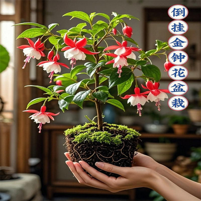 灯笼花倒挂金钟盆栽带花苞四季开花室内阳台重瓣大花老桩好养易活