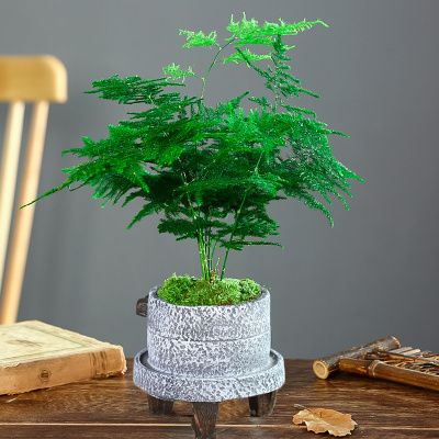 文竹盆栽植物室内花卉盆景客厅办公室桌面小绿植好养云竹四季常青