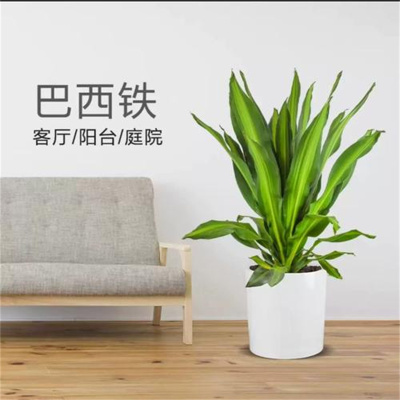 金心青叶也门铁巴西铁客厅办公室植物大叶观叶绿植室内盆栽超好评