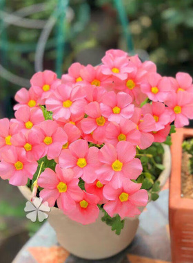 紫叶酢浆草种球幸运草多年生盆栽紫蝴蝶花卉紫色醡浆草炸酱草种子